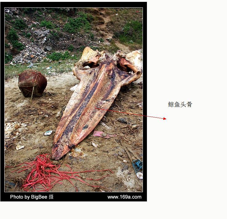营口坠龙事件图片的报道近况介绍