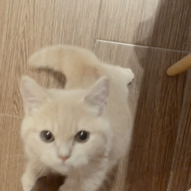 壁纸 动物 猫 猫咪 小猫 桌面 640_640 gif 动态图 动图