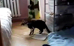看我家猫主子的原地起跳能不能爆58的jr