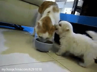 壁纸 动物 狗 狗狗 猫 猫咪 小猫 桌面 320_240 gif 动态图 动图