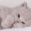 ¥���ǻ���