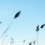 huntwhl