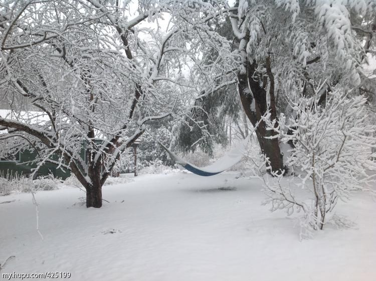 一张流 来看看我们农村下雪的场景,都来上传你们那的雪景 24回复