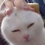 �ܿ����淳