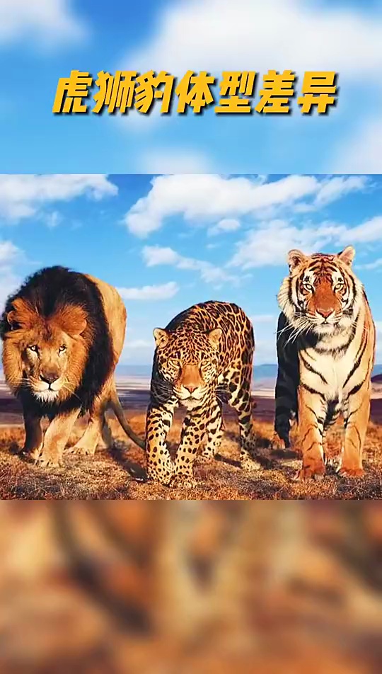 老虎的威慑力太强悍了虎狮豹体型差异对比