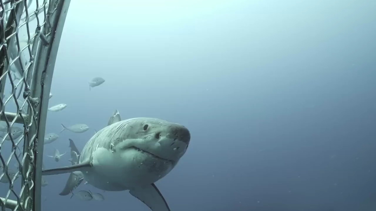 伤痕累累是谁把大白鲨打成这样的