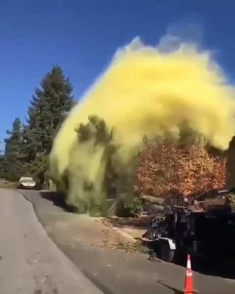 一颗杉树的花粉量有多少