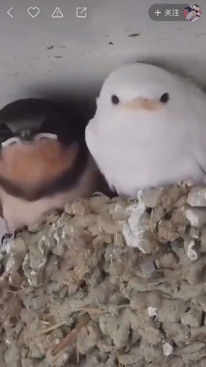 百年一遇的白色燕子,见者有喜