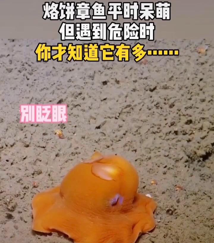 烙饼章鱼平时呆萌,但遇到危险时!你才知道她有多6161616161