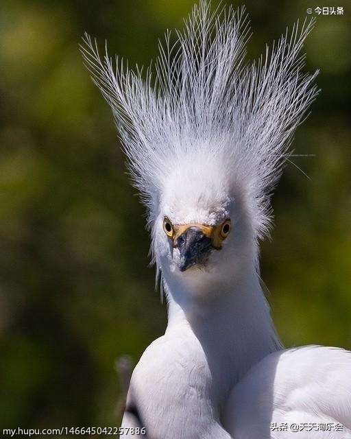 看看我的头发你就知道什么叫怒发冲冠.