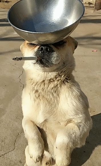 有没有大神给我来张狗嘴里叼根烟的图片_虎扑