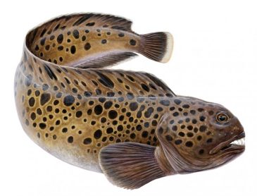 看着像狼鱼的某个亚种 花狼鱼(anarhichas minor)实际上性格温和