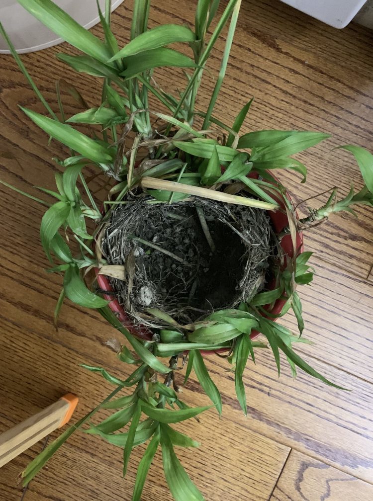 一只八哥在我家窗台转个不停,然后.