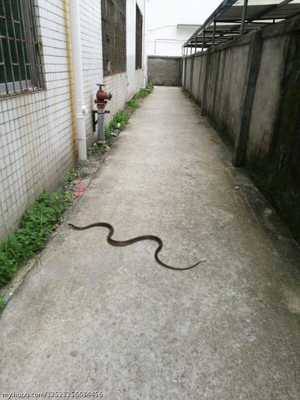 早上同事拍到的,全村吃饭蛇?