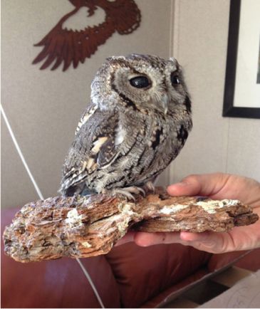 美国巨角鸮眼里有着一片深邃的宇宙,因此它的瞳孔被命名为「宙斯」.