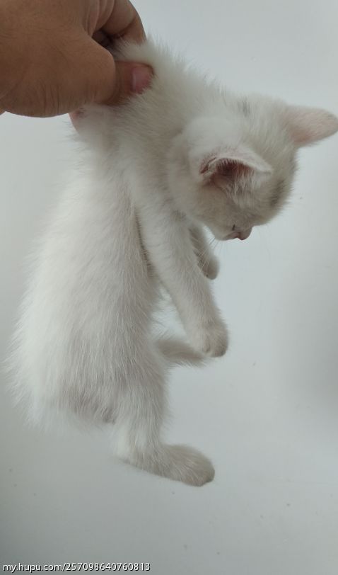 我家的猫被我一提后颈,马上就老实了,当年武松打虎想必也是用的这招吧