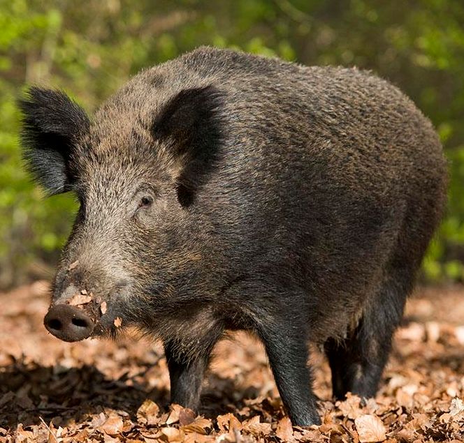 zt:全球十大猛兽真实战斗力排行榜