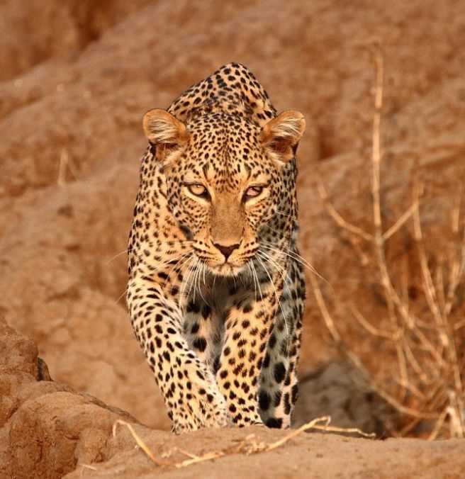 zt:全球十大猛兽真实战斗力排行榜