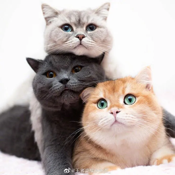 我找到了差不多的 猫猫的朋友圈背景图 王者荣耀 虎扑社区