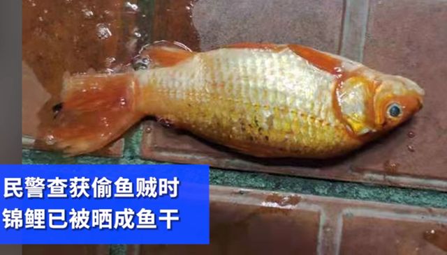 男子偷5万元锦鲤晒成小鱼干现在后悔了吗 虎扑