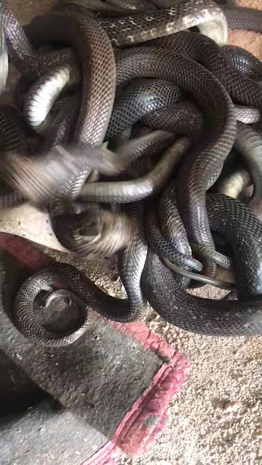 天气燥热蛇很暴躁一不小心就得请全村人吃饭了