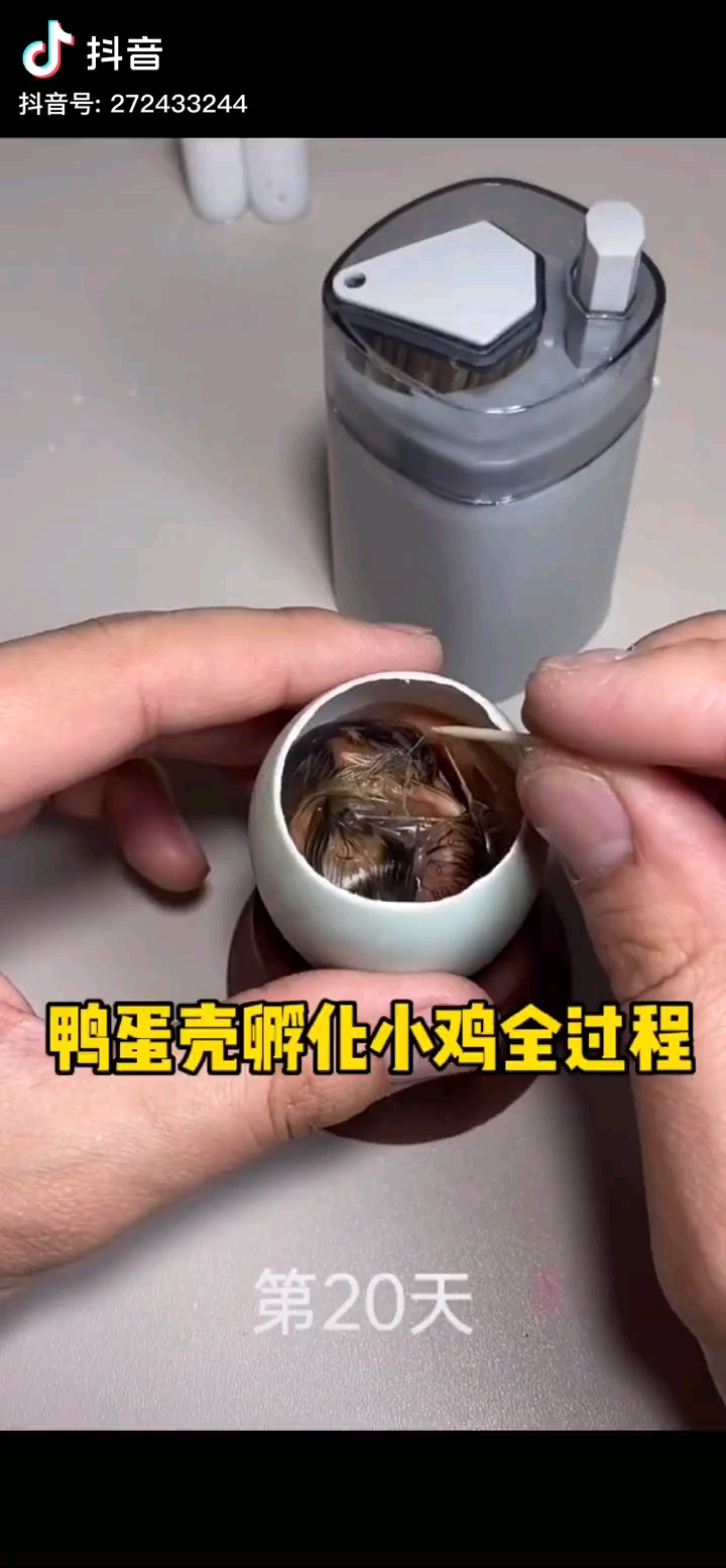 鸭蛋壳什么时候还能孵化小鸡了好生厉害