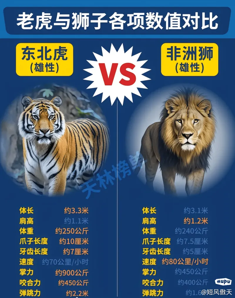 老虎和狮子到底谁猛?