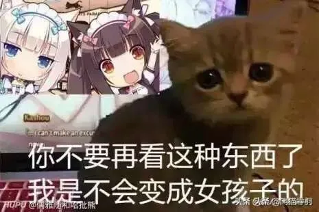 收养流浪猫后 流浪猫会报恩吗 会用什么方式报恩呢 第5页 步行街主干道 虎扑社区