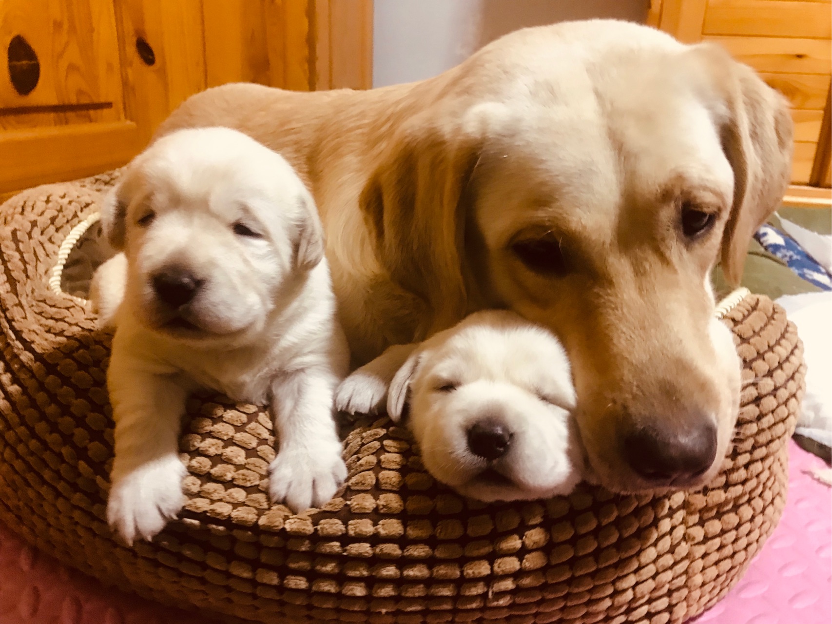 一定是特别的缘分 女子走亲戚途中 偶遇一年前丢失的宠物狗 虎扑