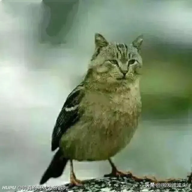 这只猫头鹰品种纯不纯 步行街主干道 虎扑社区
