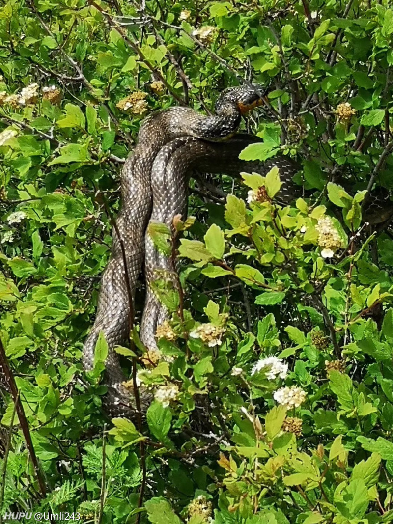 第一次在北方看见蛇,这是个啥蛇?