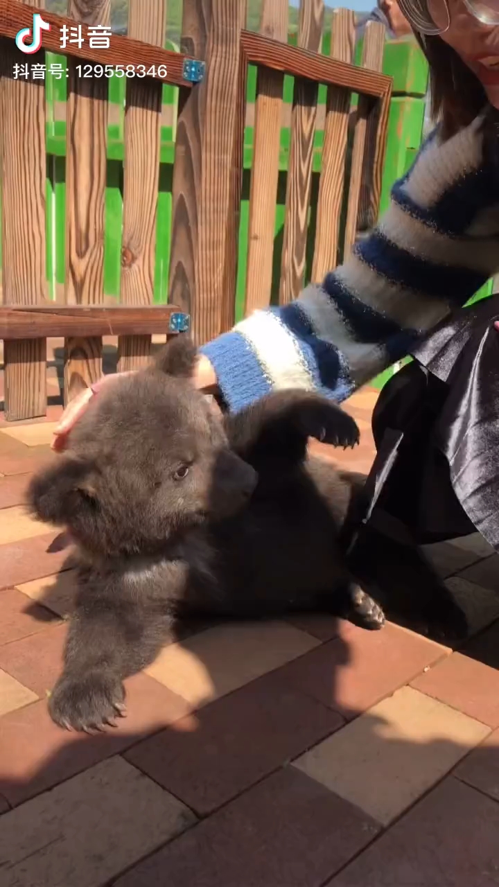 突然发现小棕熊也蛮可爱的什么水平