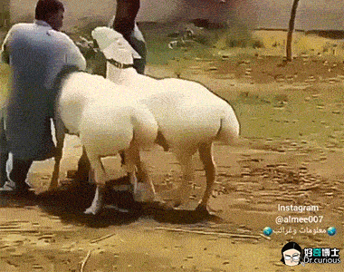 380_300gif 动态图 动图