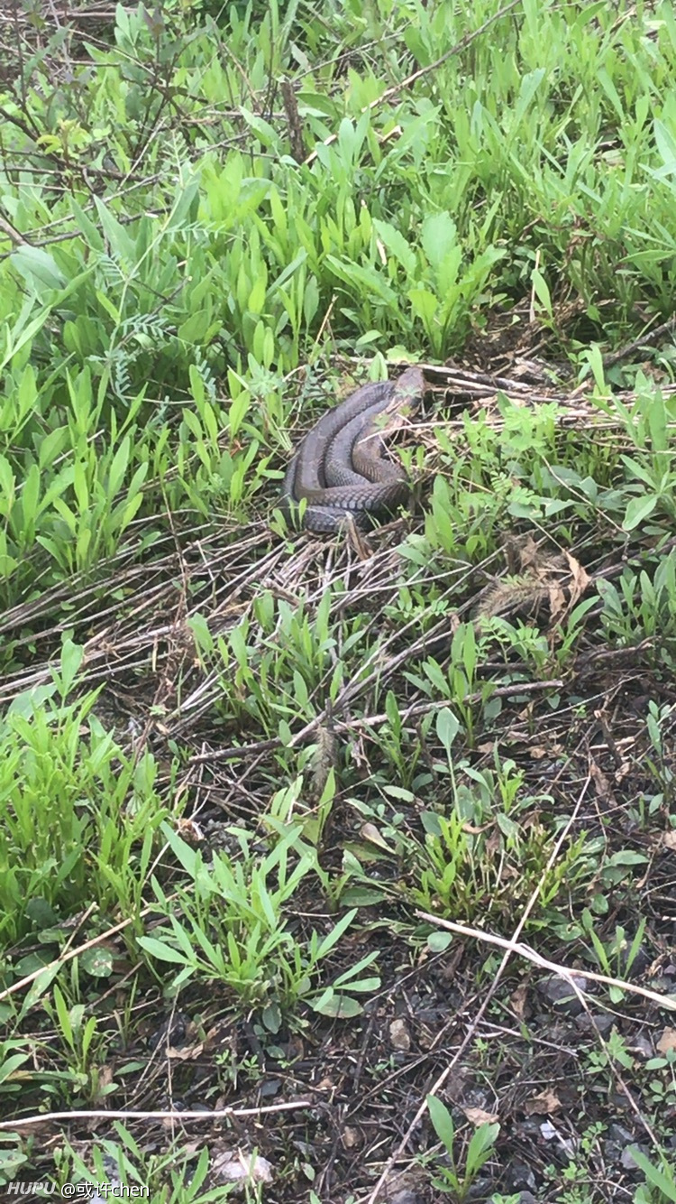 是全村吃饭蛇讷