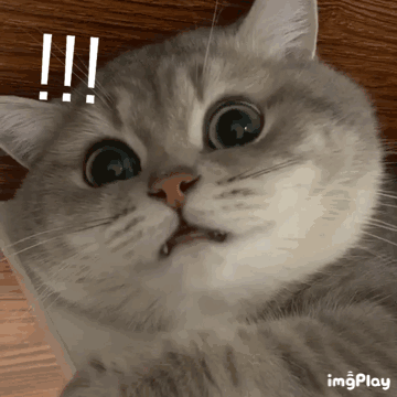 明天猛龙夺冠我直接