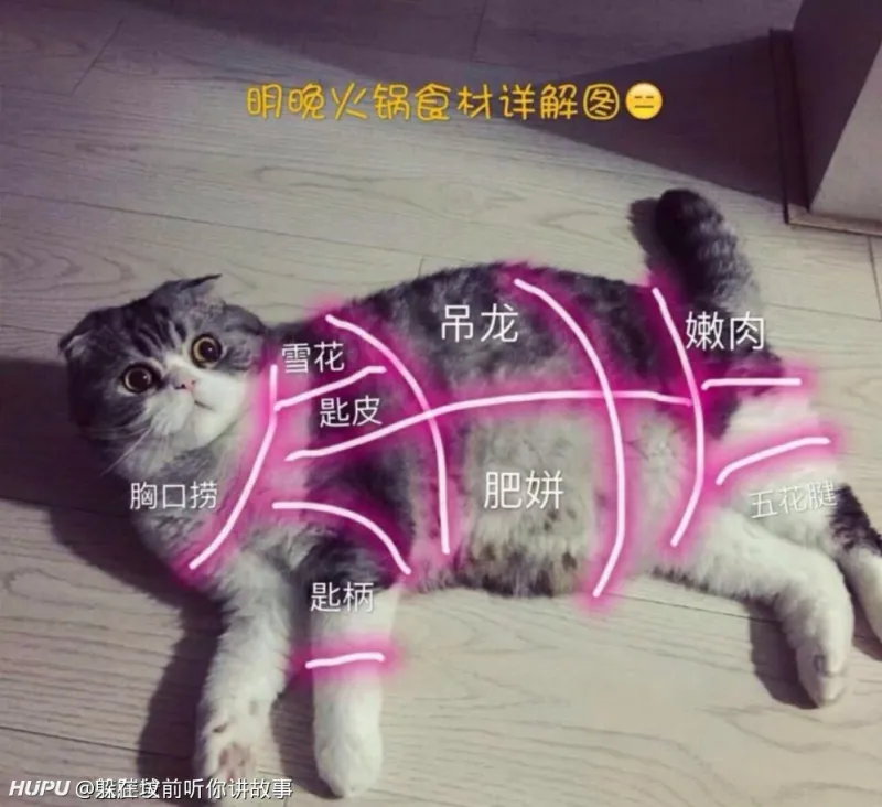 我妈的胖虎把我刚种下去的植物给吃了 猫怎么煮比较好吃 在线等 急 第2页 步行街主干道 虎扑社区