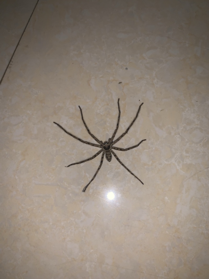 大家来看看是不是真白额高脚蛛?