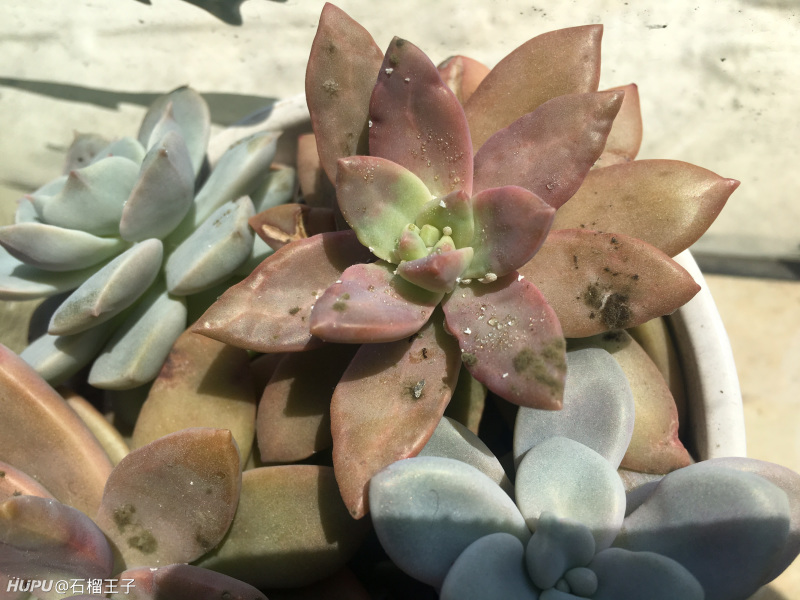 突然发现最近多肉被小蚜虫入侵了,而且每盆都有,要哭死了