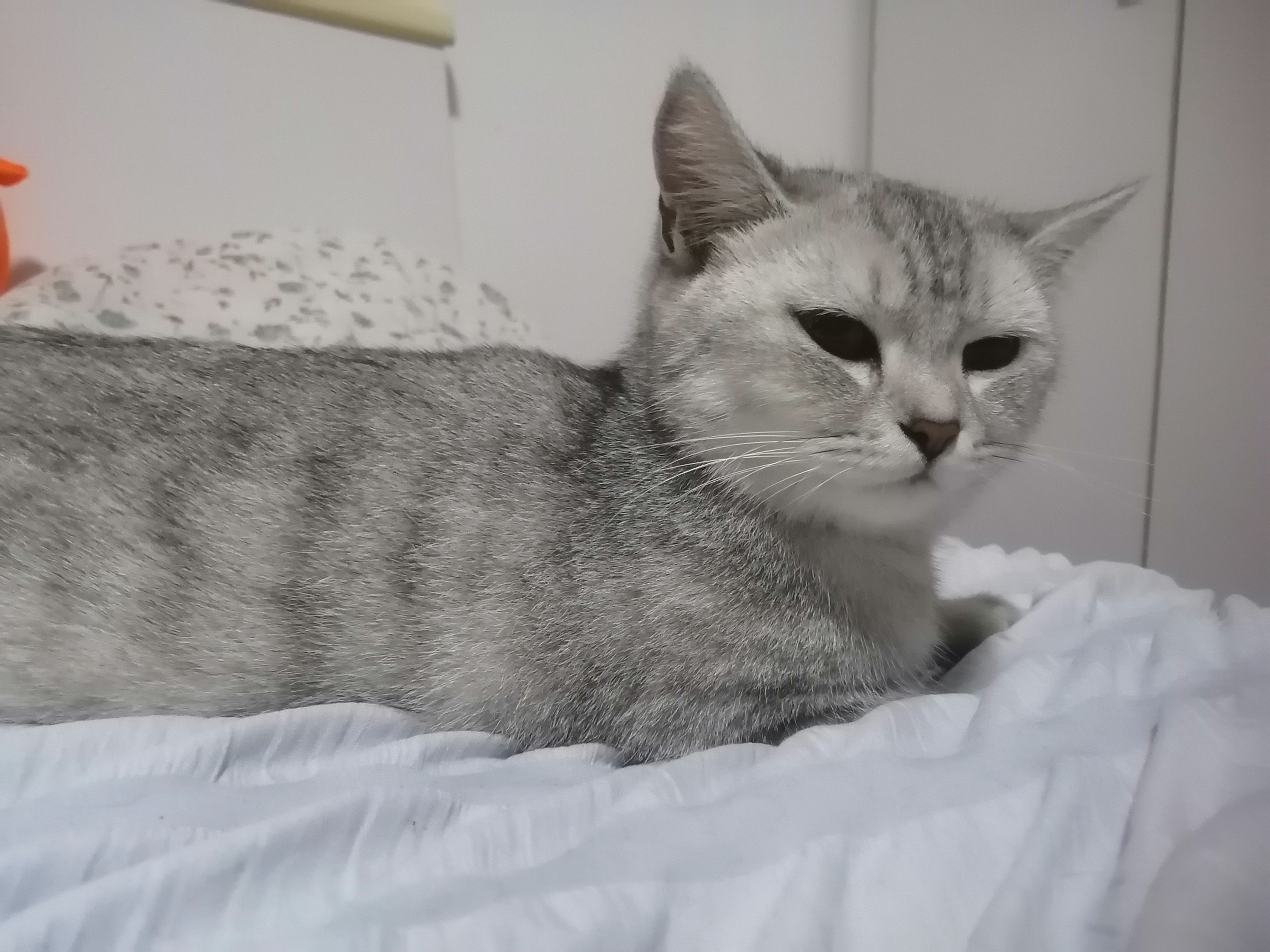 公蓝猫配母银渐层能配个啥呀？-动物萌宠区-虎扑社区