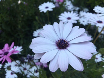 拉脱维亚国花牛眼菊.