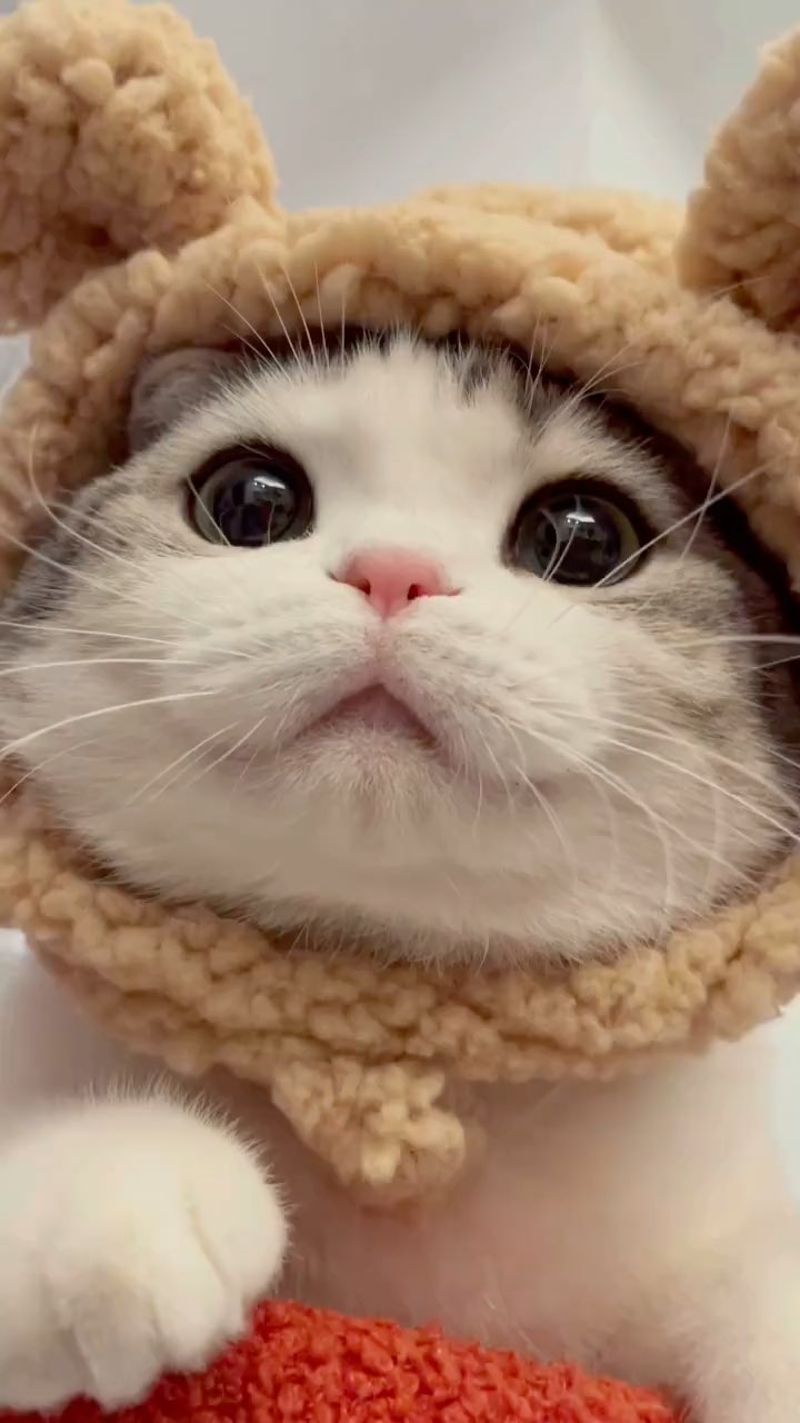 这圆圆的脑袋说不喜欢