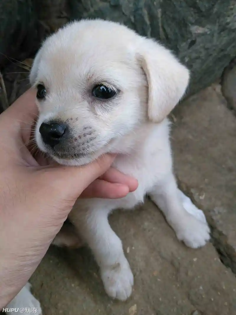 日本秋田 国犬 已经面临灭绝 中国田园犬还有多远 Zt 第4页 步行街主干道 虎扑社区