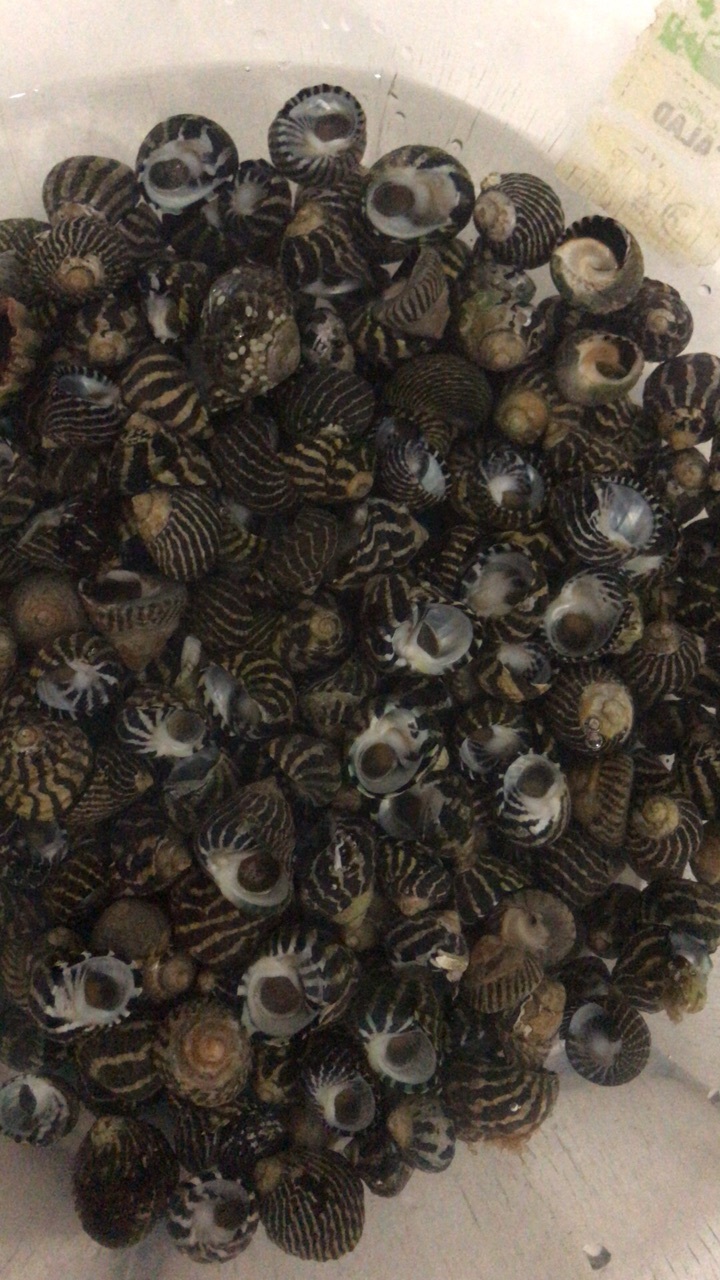 坐标澳洲 今天海边退潮捡了好多 拿回家有点不敢吃
