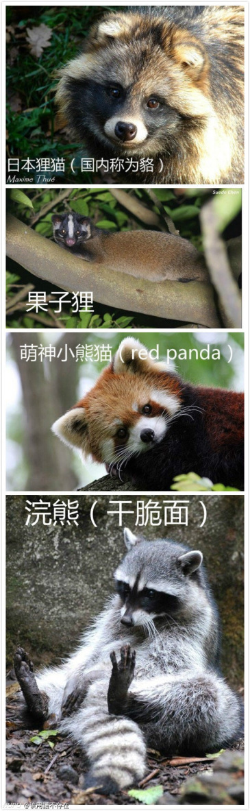 看小熊猫吃东西 超治愈 Zt 虎扑 看小熊猫吃东西 超治愈 Zt 虎扑