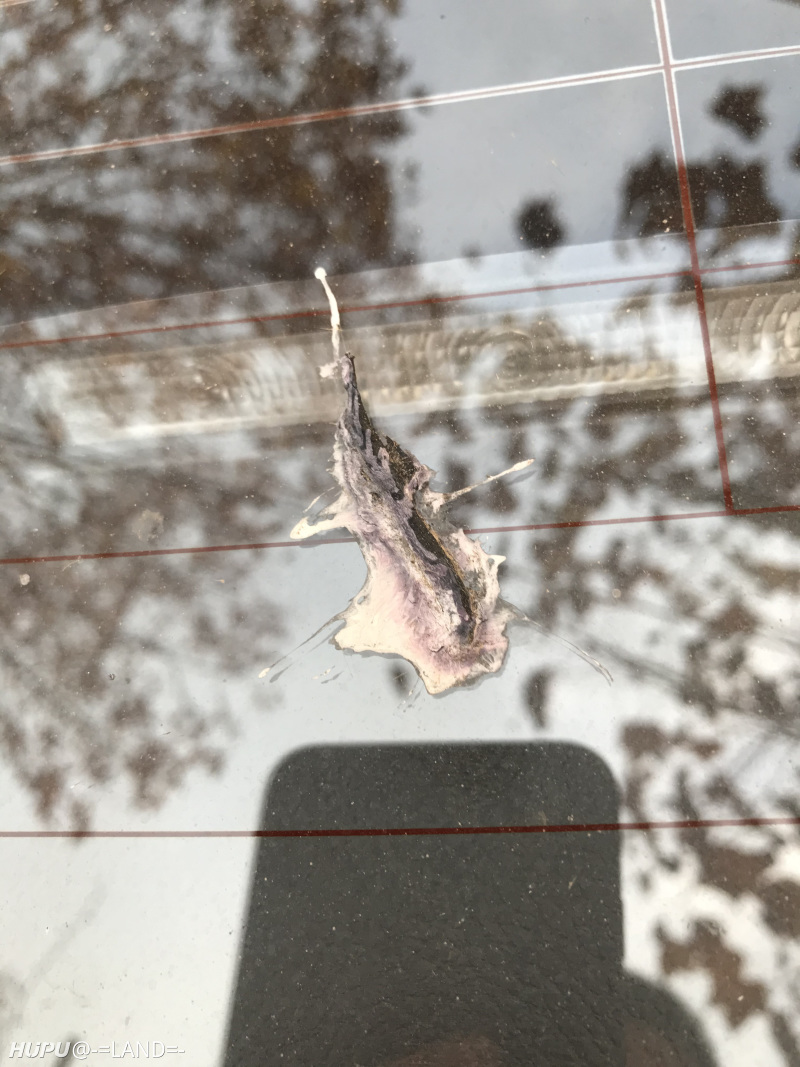 想问问这个颜色的鸟屎会不会渗透到车漆里面?