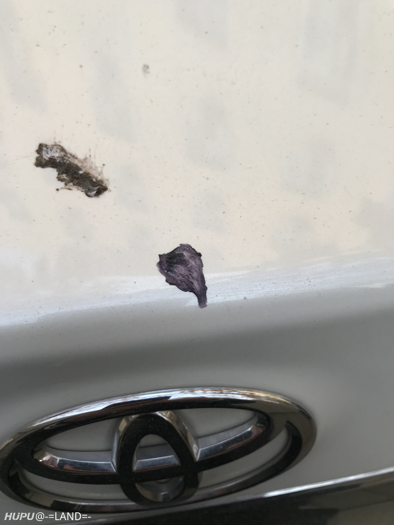 想问问这个颜色的鸟屎会不会渗透到车漆里面?