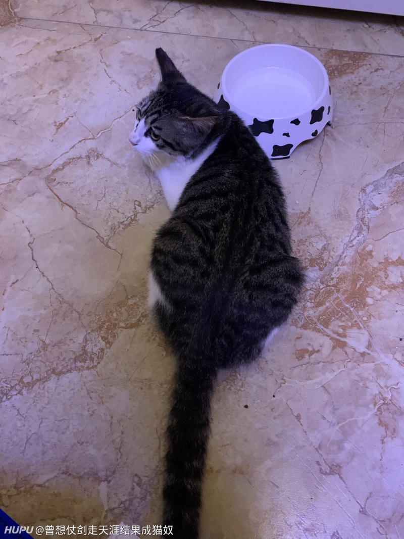 我没捡到猫 女朋友捡到猫了 虎扑