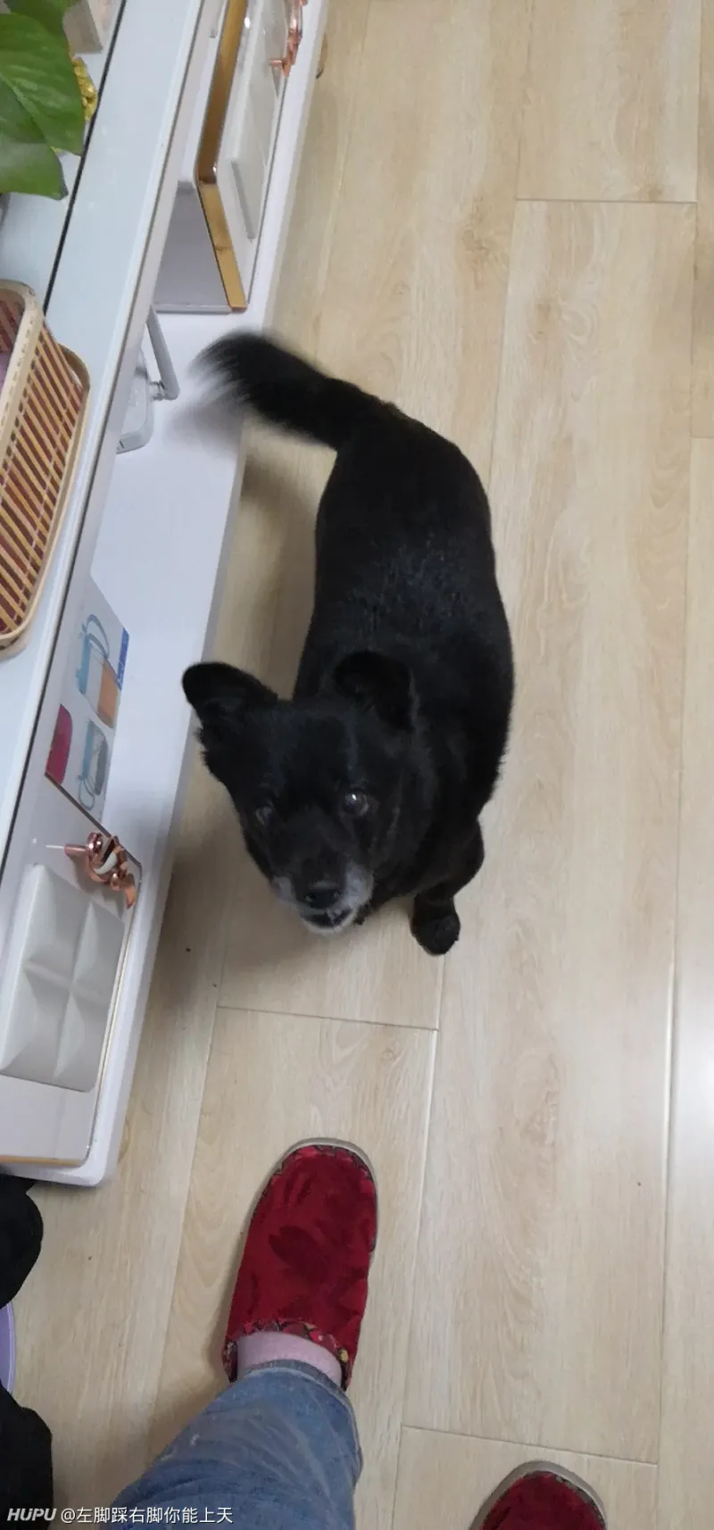 日本秋田 国犬 已经面临灭绝 中国田园犬还有多远 Zt 第6页 步行街主干道 虎扑社区