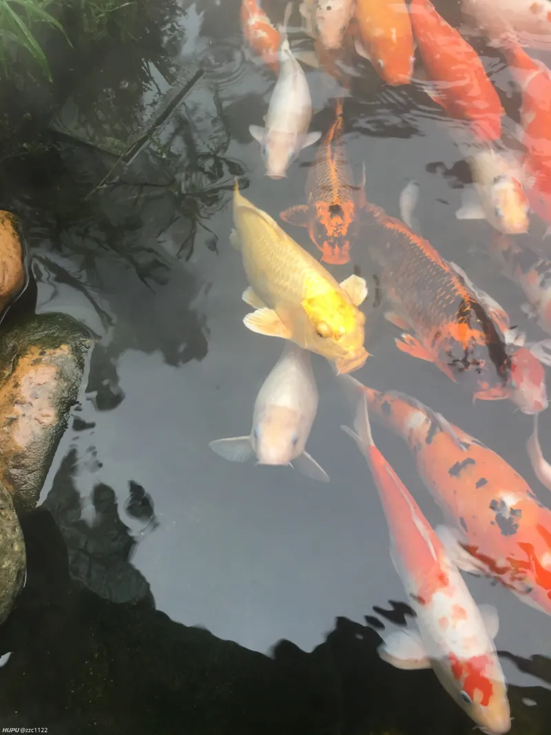 求推荐止打鼾神器 虎扑社区