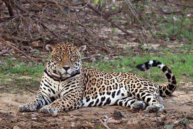 猫科动物三巨头,可惜难以相遇